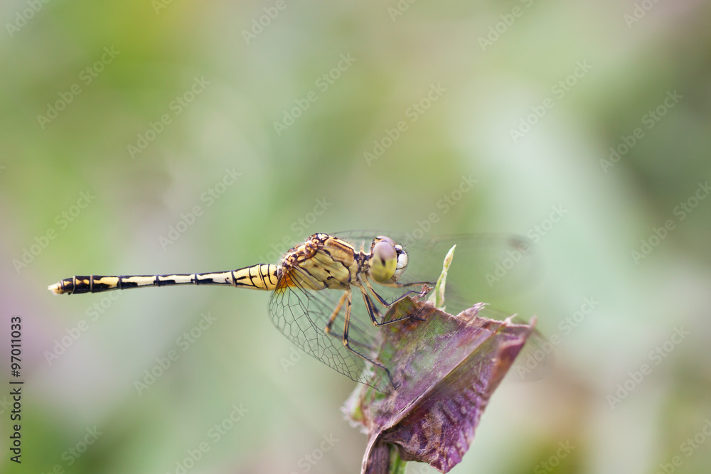 dragonfly