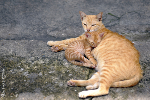 Mom and baby cat © supoj17