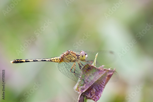 dragonfly © beerphotographer