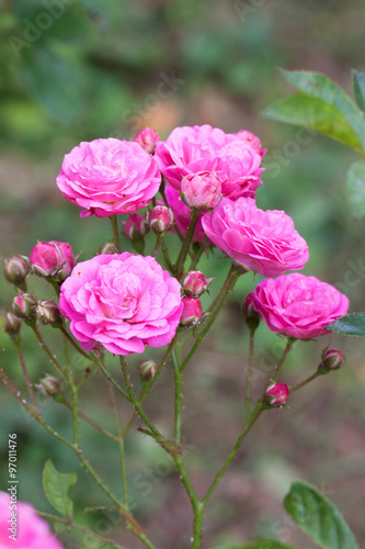 pink roses © beerphotographer