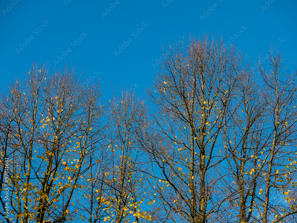 Fall colors on trees Fall colors on trees