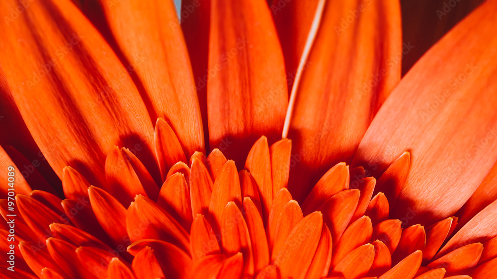 Orange Red Gerbera Flower Background Orange Red Gerbera Flower Background