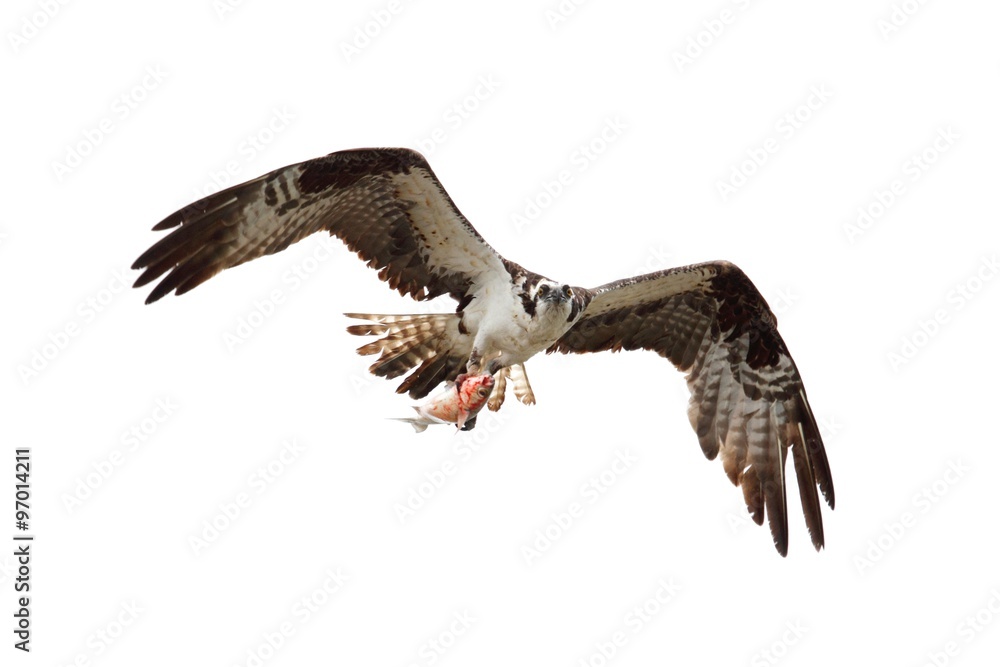 Fototapeta premium Osprey (pandion haliaetus)