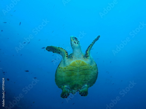 Sea turtle, Island Bali