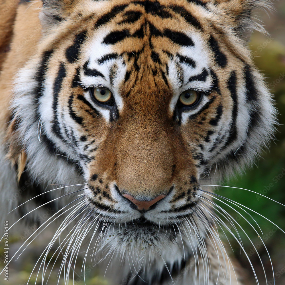 Fototapeta premium Sibirischer Tiger