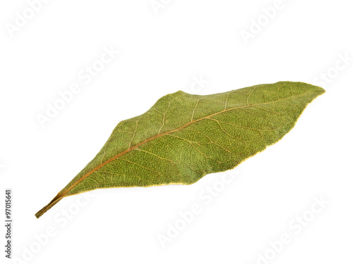 Dried bay leaf isolated on white background