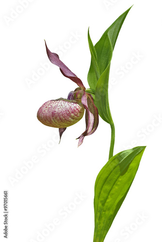Wild orchid (Cypripedium macranthon) 15