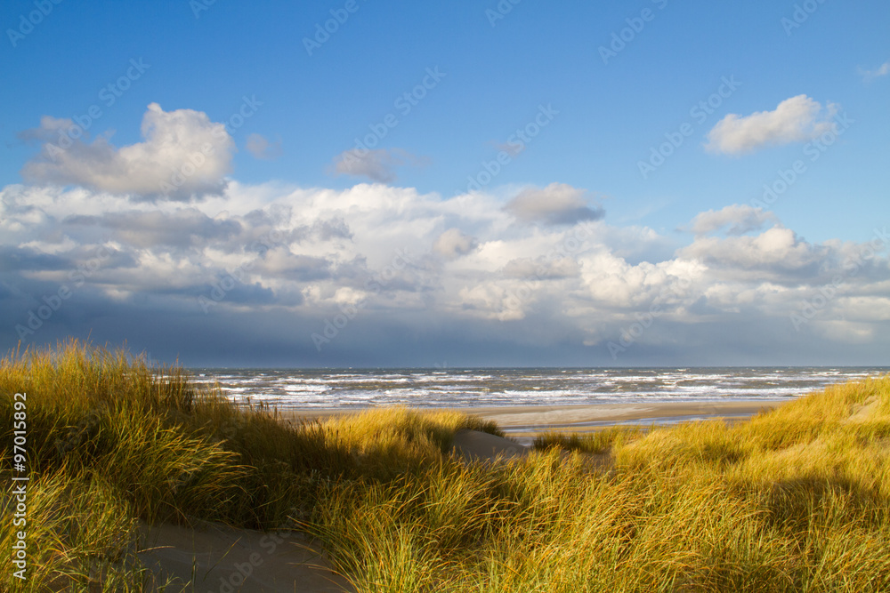 European marram grass also known as European beachgrass (Ammophila arenaria) on dunes in fall, the leaves coloring yellow
