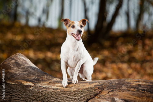 Fototapeta Naklejka Na Ścianę i Meble -  Amazing jack russell terrier in autumn