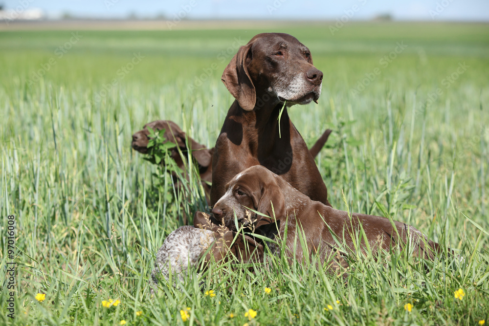Beautiful German Shorthaired Pointer with puppies Beautiful German Shorthaired Pointer with puppies
