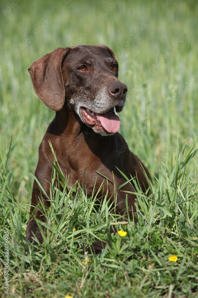 Beautiful bitch of German Shorthaired Pointer