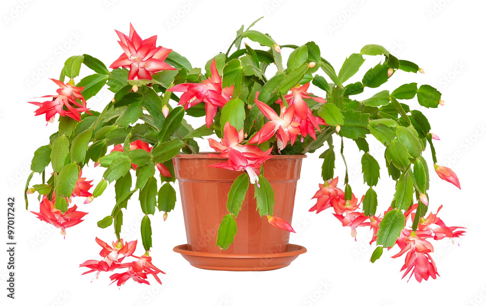 Christmas cactus (Schlumbergera) in pot isolated on white backgr