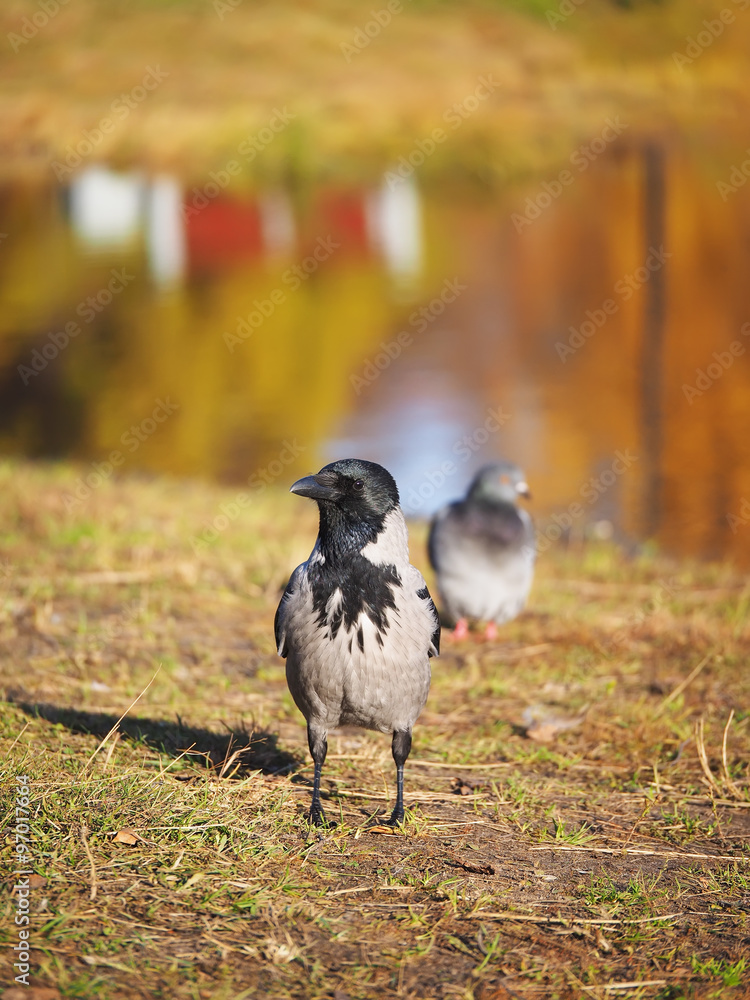 Fototapeta premium Crow on the bank of the river