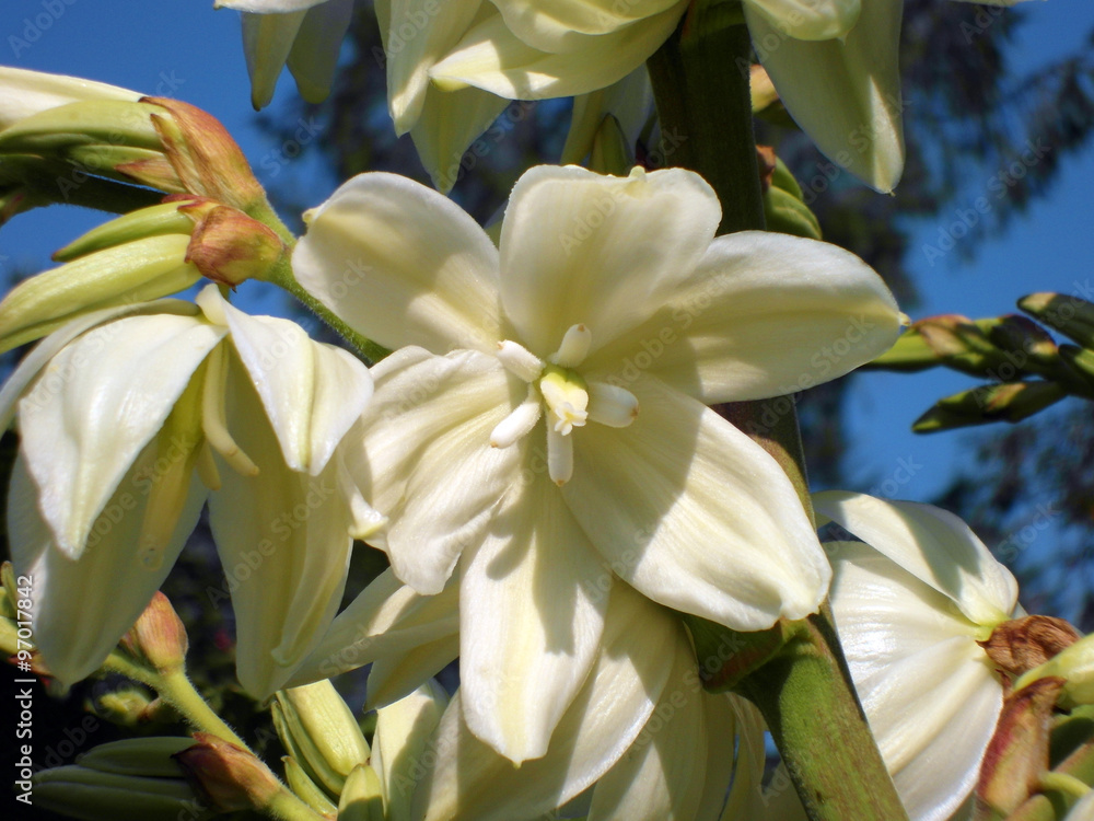 Obraz premium Blüte der Palmlilie Garten Yucca