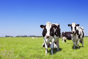 Papier peint photo Salle à manger Vaches dans prairie verdoyante ensoleillée  © sara_winter