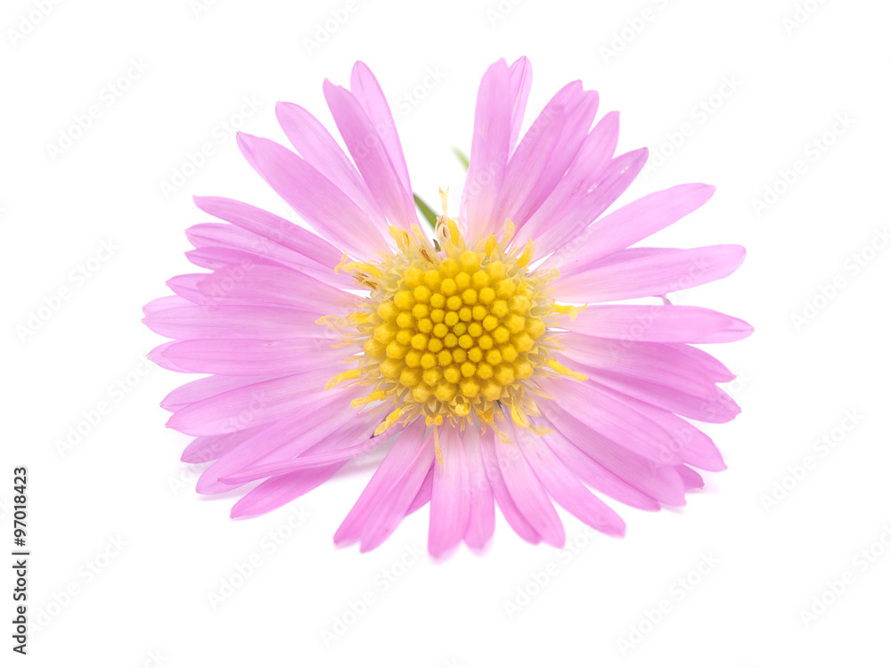 pink perennial aster on a white background
