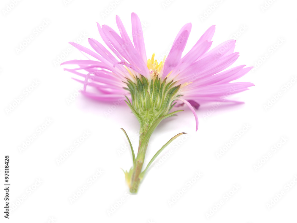 pink perennial aster on a white background pink perennial aster on a white background