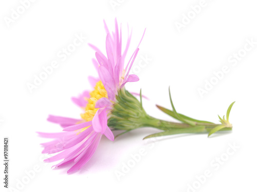 pink perennial aster on a white background