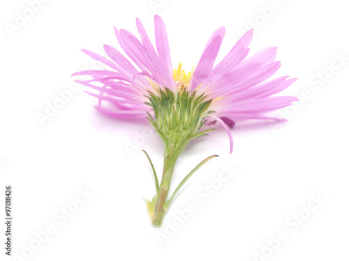 pink perennial aster on a white background © enskanto