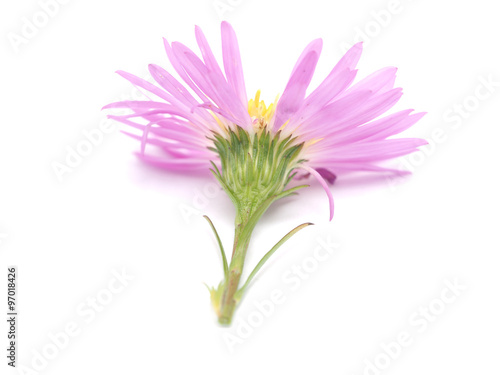 pink perennial aster on a white background