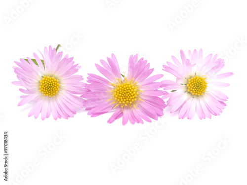 pink perennial aster on a white background