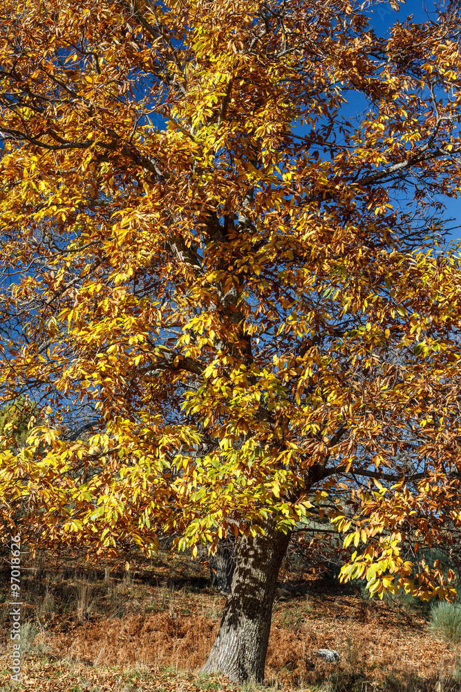 Obraz premium Castanea sativa. Castaño en otoño. Torneros de la Valdería, La Cabrera, León. 