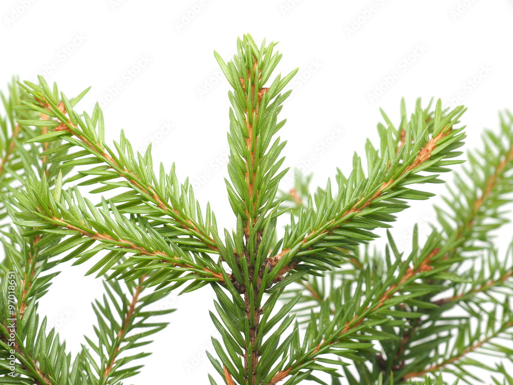spruce twigs on a white background spruce twigs on a white background