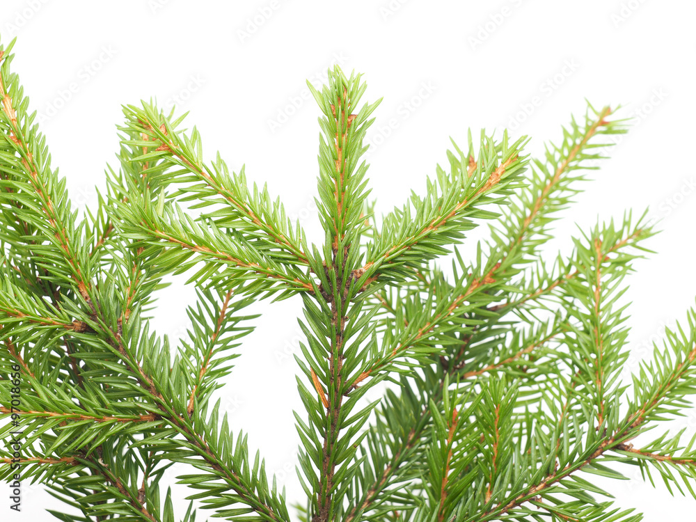 spruce twigs on a white background spruce twigs on a white background