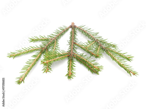 spruce twigs on a white background