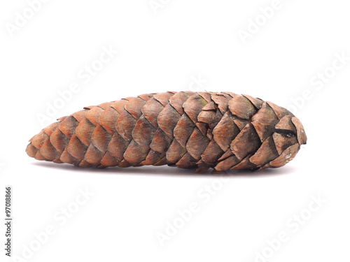pine cone on a white background