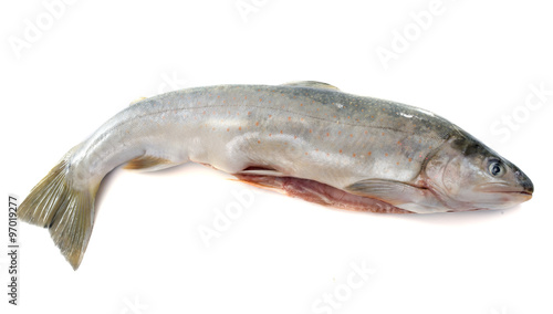 Obraz na plátně Arctic char