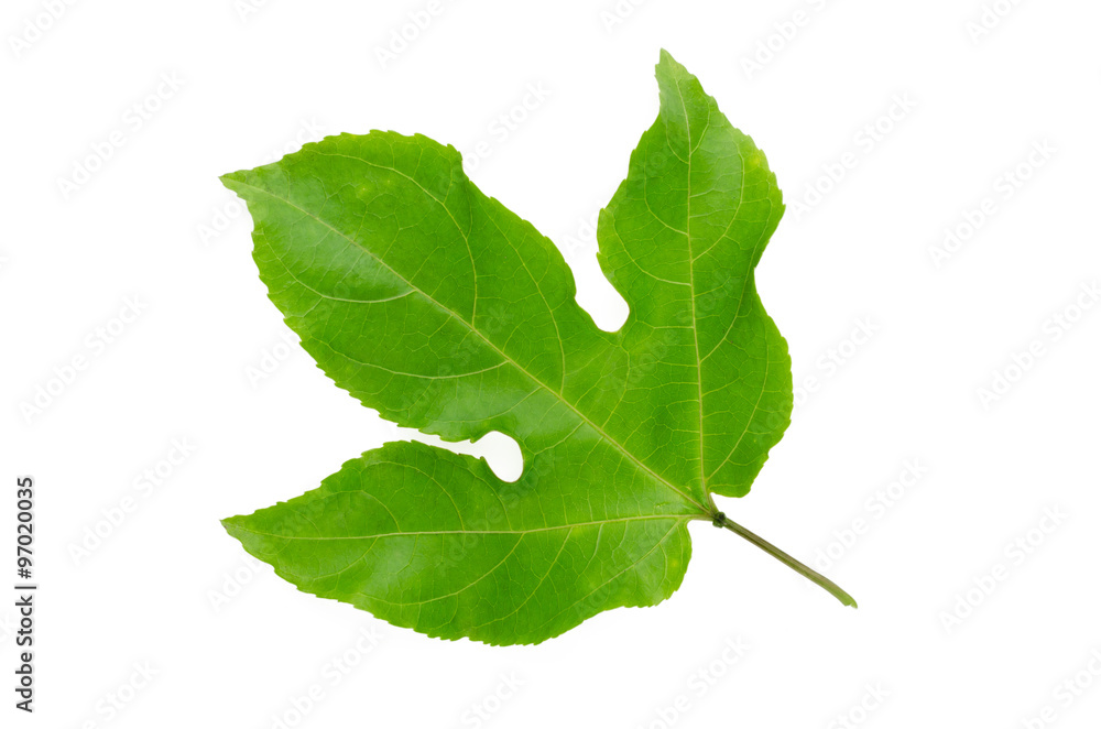 Fotografie Green Leaves Passion Fruit