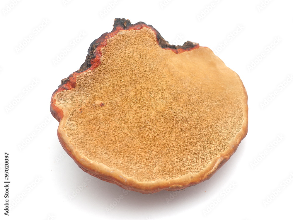 tinder fungus on a white background tinder fungus on a white background