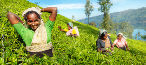 A Group Of Happy Tea Pickers Harvesting Concept