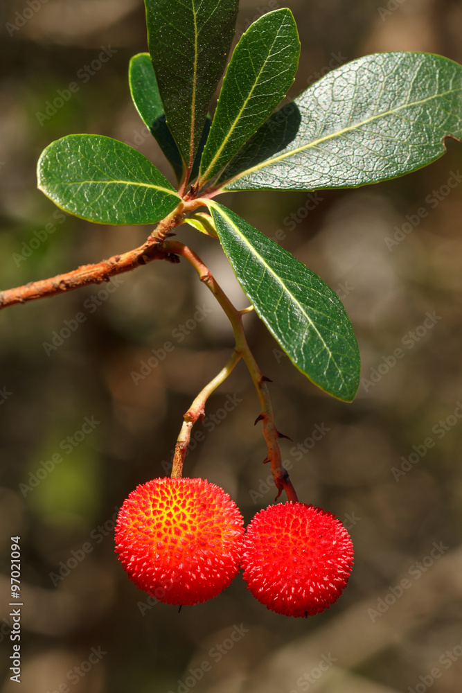 Frutos del Madroño. Arbutus unedo.
Frutos del Madroño. Arbutus unedo.