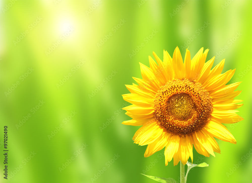 Obraz premium Bright yellow sunflower on green background