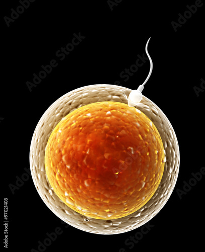 Fotografija Spermatozoon, floating to ovule