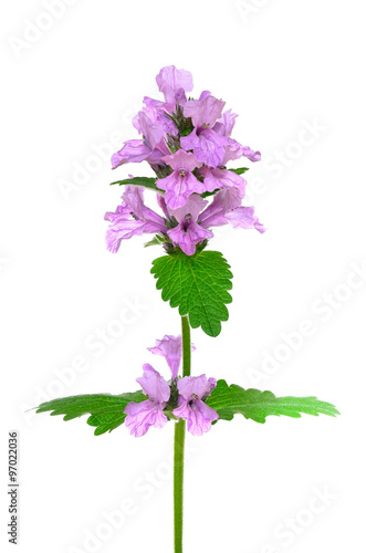 Stachys officinalis, purple betony flower