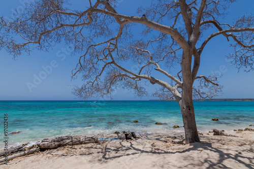 Fototapeta Naklejka Na Ścianę i Meble -  A magnificent dead tree on Playa Blanca, the whitest beach in Colombia