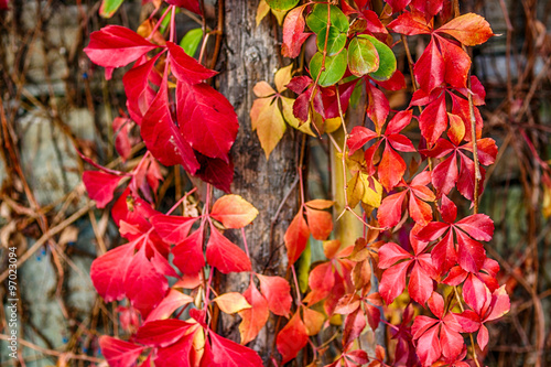 red creeper on old wall photo