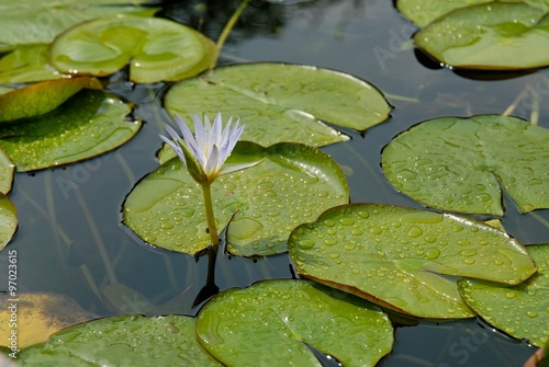 Flowers of water lilies on the lake