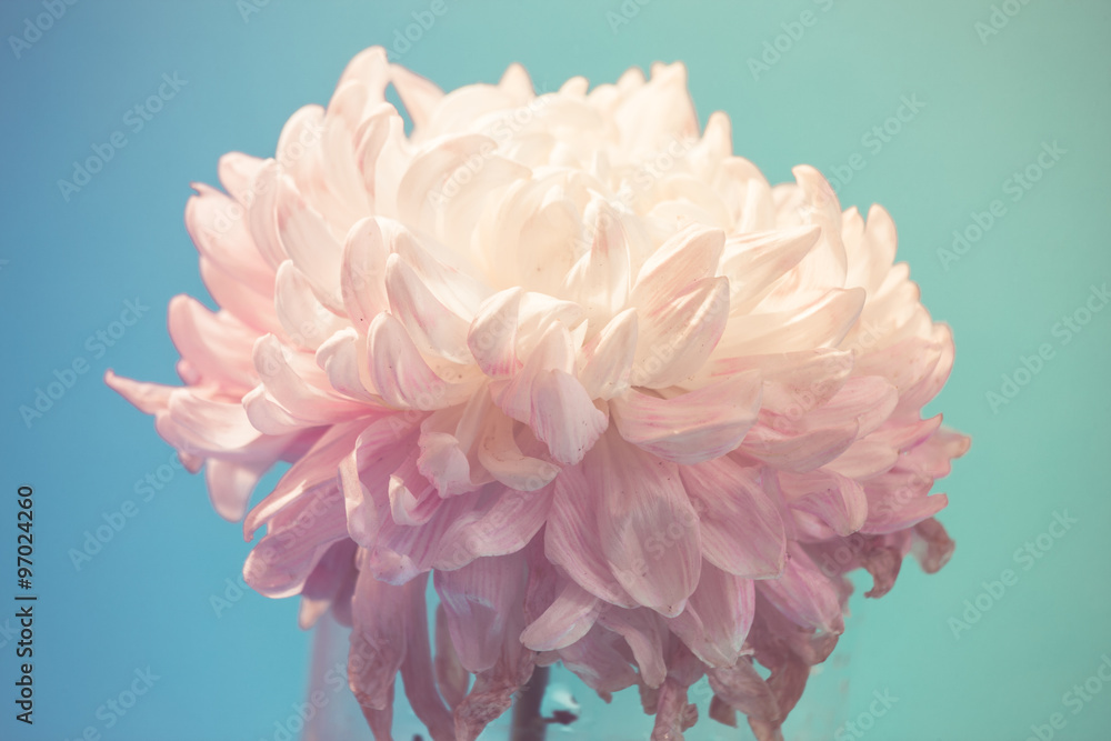 gentle flower of chrysanthemum - obrazy, fototapety, plakaty 