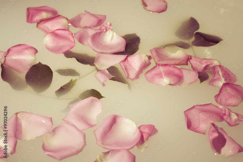 petals and leaves floating petals and leaves floating