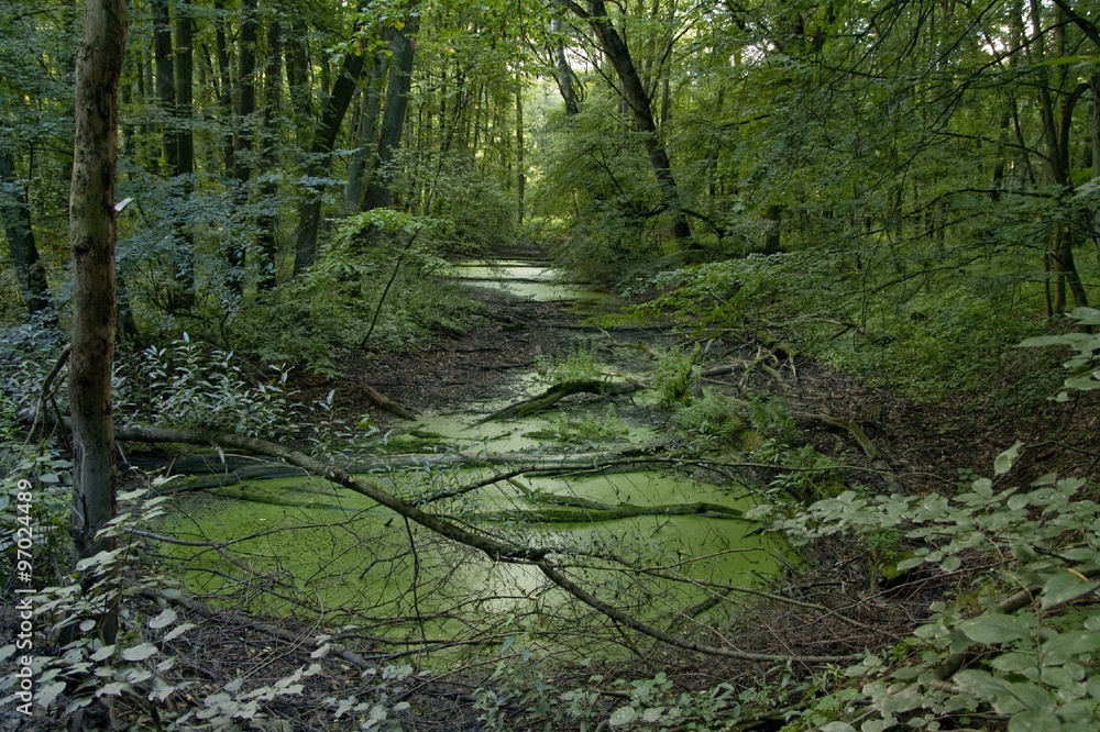 Obraz premium Wild nature. Mysterious forest and swamp. Spring in the forest. Fresh green image. Poster and background.