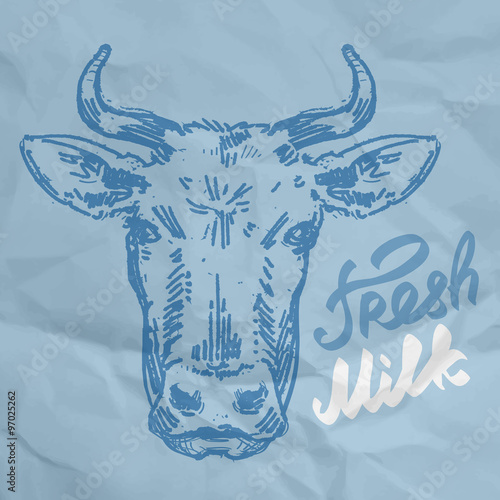 head of the cow. sketch. vector illustration photo