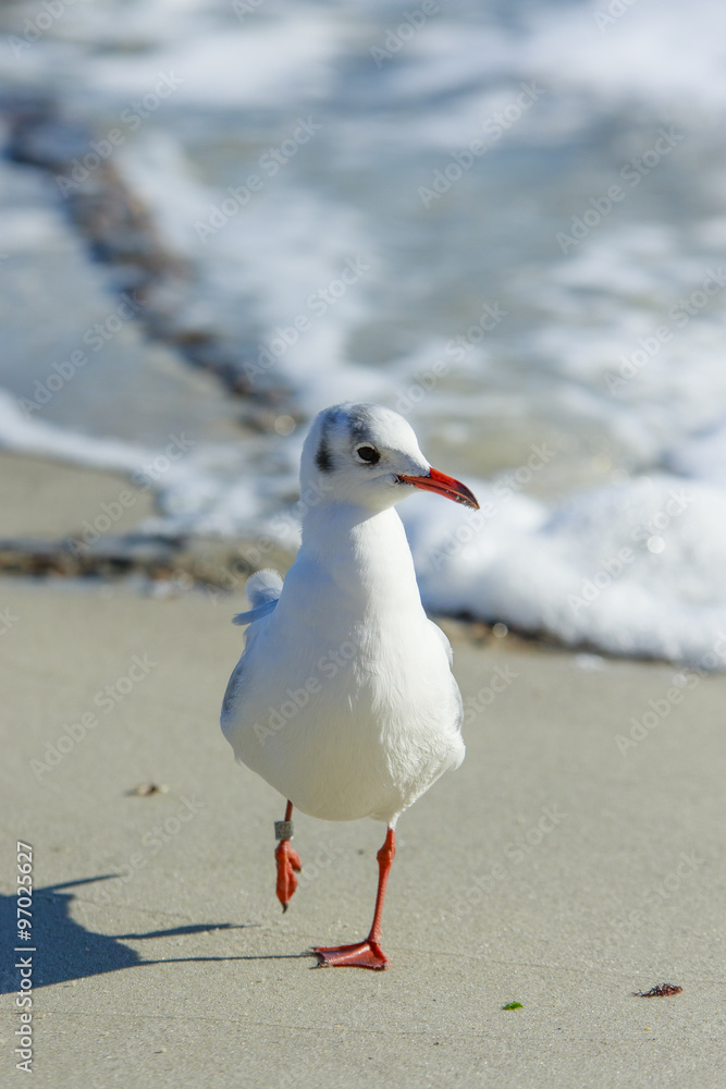 Fototapeta premium Seagull steps