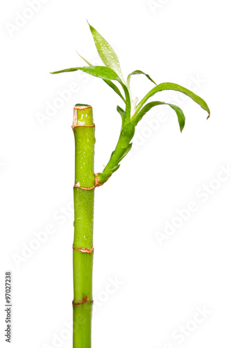 Lucky Bamboo on a white background