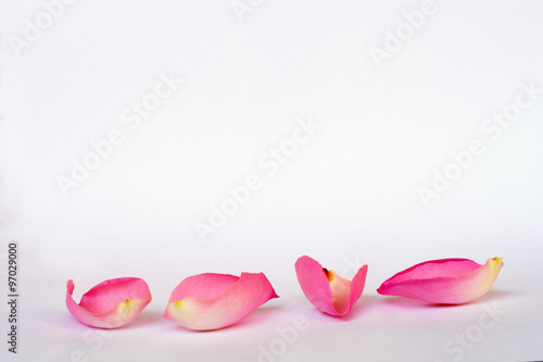 Romantic empty grey white serene background with four pink rose leaves with empty room copy space