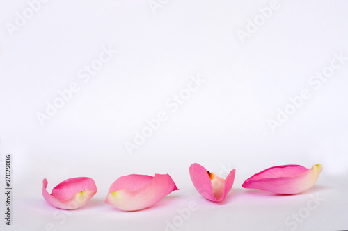 Romantic empty grey white serene background with four pink rose leaves with empty room copy space