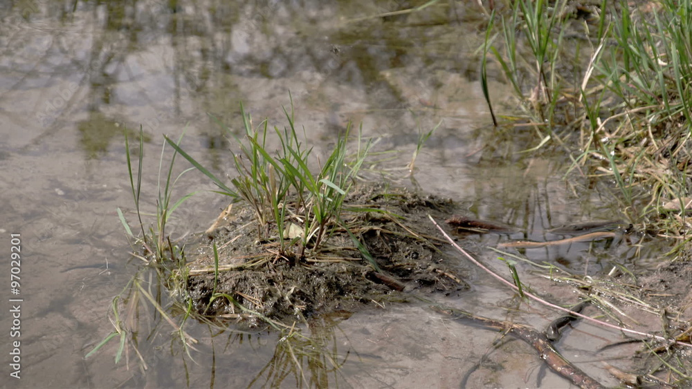 A black small dragonfly flying on the mud. The muddy area with little plants and one dragonfly flying on the plants A black small dragonfly flying on the mud. The muddy area with little plants and one dragonfly flying on the plants
